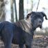 Хозяев потенциально опасных собак в России могут обязать получать лицензию