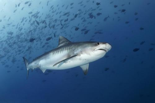В водах Красного моря у израильского Эйлата замечена тигровая акула 