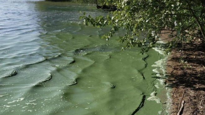Зеленый цвет воды Нахимовского озера вызвал беспокойство у жителей села Овсяное в Ленобласти