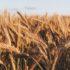 Пшеница взлетела в цене после слов Пескова об остановке зерновой сделки
