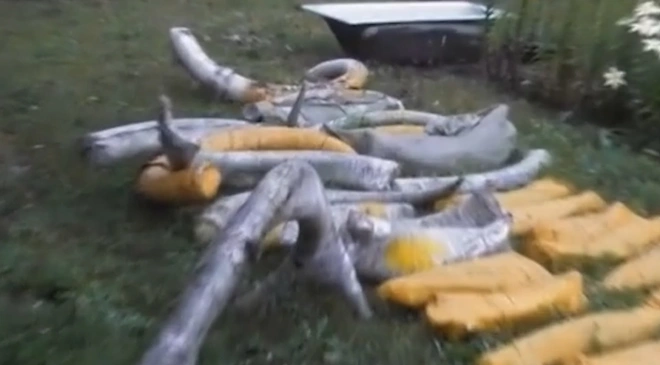 В Хабаровском крае пограничники изъяли из тайника 1,5 тонны бивней мамонта0