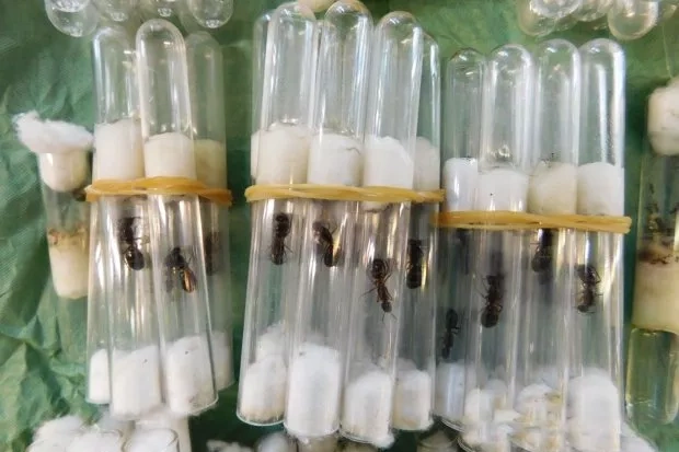 В Пулково обнаружили колонию муравьёв в посылке из Италии