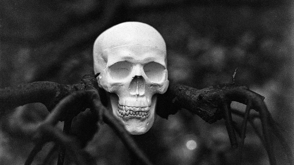 В лесу рядом с поселком Сусанино обнаружен человеческий череп