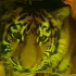 День Рождения тигренка Зевса: веселый праздник в Ленинградском зоопарке 22 июля