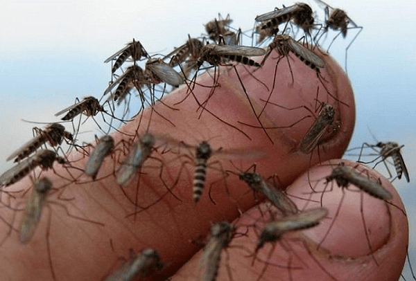 комары кусаются, зеленоград-инфо.рф