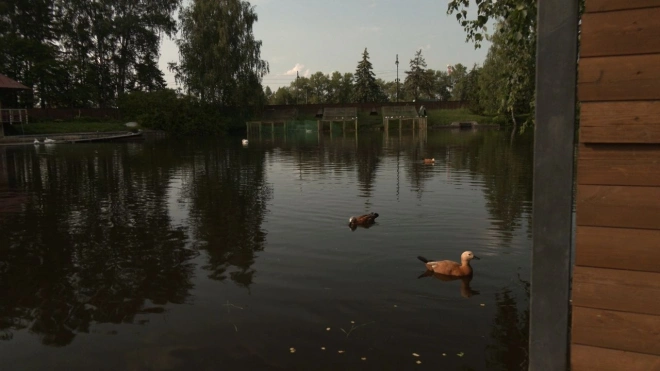 В Приморском парке поселились красные огари из Москвы