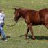 Хозяйку затоптавшей насмерть жительницу Гатчины лошади приговорили к исправительным работам
