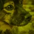 Более 30 бездомных собак спасли при пожаре в петербургском приюте