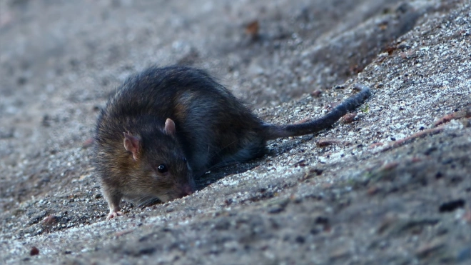 Дикая крыса напала на девочку на юго-западе Петербурга