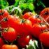 Диетолог рассказала, чем лучше заправлять салат с помидорами и огурцами