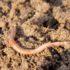 Наследство от питонов: Червя-паразита длиной 8 см извлекли из мозга австралийки