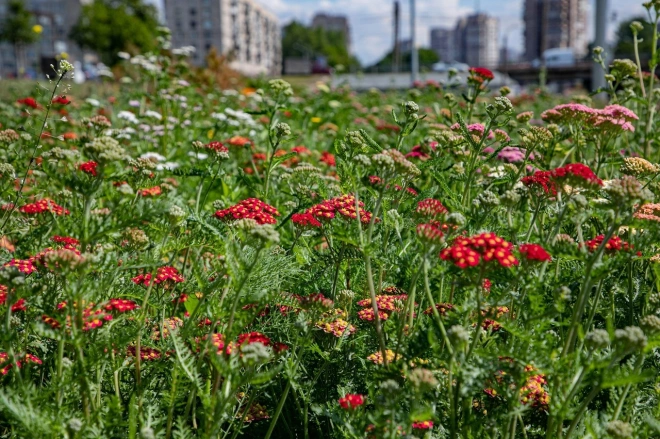 Многолетних цветов в этом году в Петербурге стало больше на 111 видов и сортов