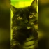 Водоканал Петербурга показал незаменимого работника – кошку Мусю
