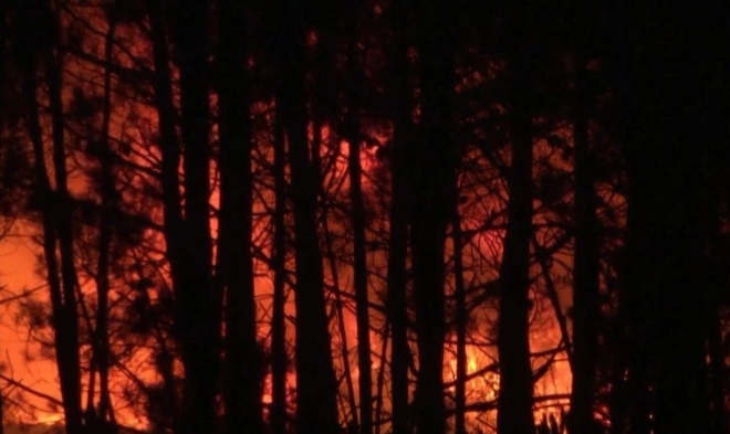 СМИ: в Португалии из-за лесного пожара эвакуировали 1,4 тыс. человек0