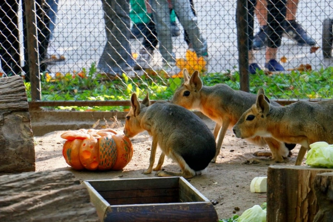 Питомцы Ленинградского зоопарка получили более 1 тонны овощей и желудей