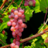 Петербуржцам рассказали о вреде и пользе винограда