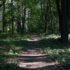 В лесу в Ленобласти нашли тело женщины, умершей после побоев от мужа