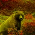 В комитете по животному миру Ленобласти опровергли новость о медведе, загрызшем грибника