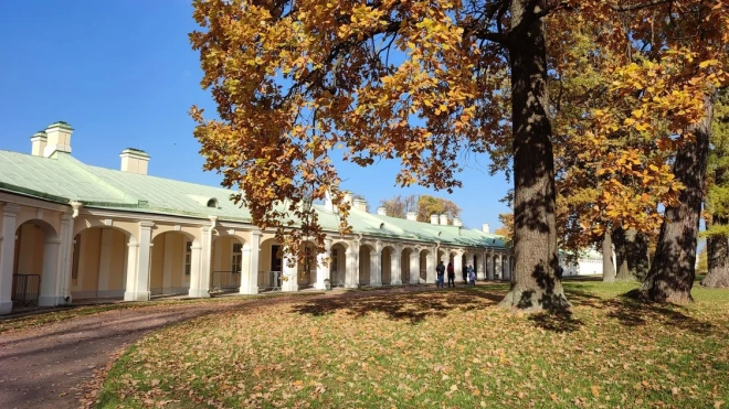 В Петербурге стартовала осенняя кампания по высадке деревьев