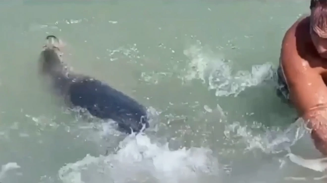 Тюлень напал на людей, купавшихся в море в Азербайджане0