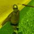 Костомаров показал видео, на котором плавает в протезах