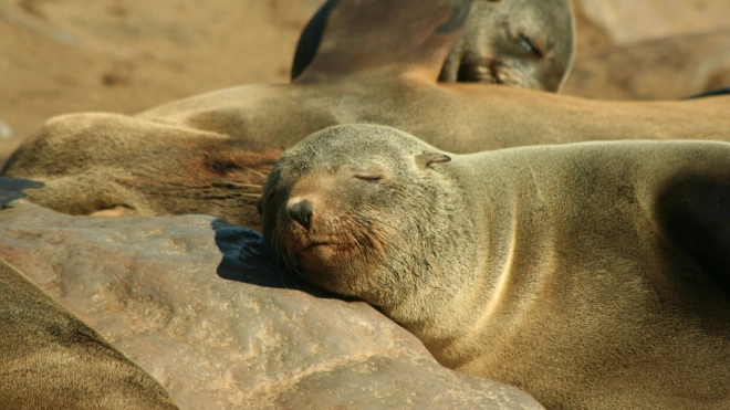 Росприроднадзор по СЗФО просит не посещать залежки краснокнижных тюленей