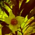 Растение жареных яиц впервые зацвело в Ботаническом саду