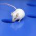 Ученые из Франции улучшили здоровье кишечника мышей с помощью дрожжей из сыра