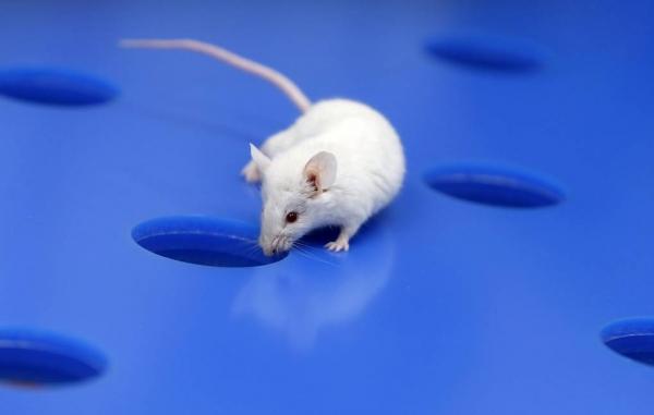 Ученые из Франции улучшили здоровье кишечника мышей с помощью дрожжей из сыра


