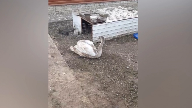 В Ульяновской области спасли молодого лебедя-шипуна0