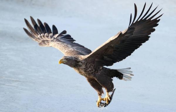 В Норильском промышленном районе обнаружили пять редких видов птиц

