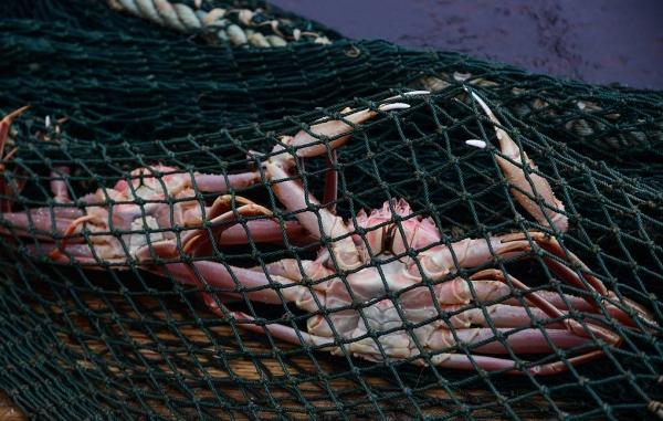 Аномальная жара уничтожила практически всех крабов-стригунов в Беринговом море

