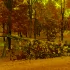 В Петербурге с 11 по 13 октября ветер повалил более 140 деревьев