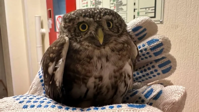 Раненых сову и кулика спасли в Петербурге за сутки