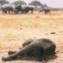 Исследователи нашли причину массовой смерти зимбабвийских слонов в 2020 году