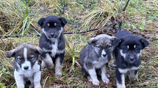 В Выборгском районе инспекторы ГИБДД спасли четырех щенков