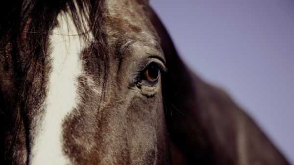 В Красноярском крае лошадь убила 8-летнюю девочку