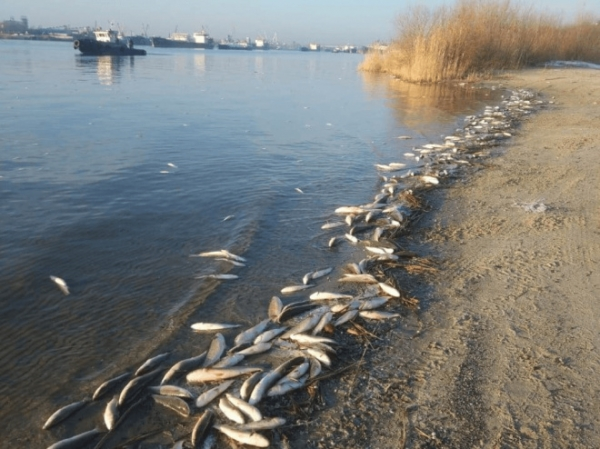 Видео: В реке Дон в Ростове-на-Дону произошла массовая гибель рыбы0