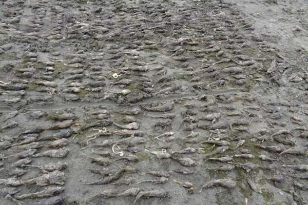 На Байкале массово погибли рыба и раки
