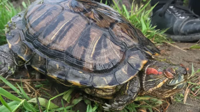 В Заневке ищут хозяев для гигантской красноухой черепахи