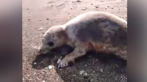 На Сахалине нашли расстрелянного на берегу моря тюленя1