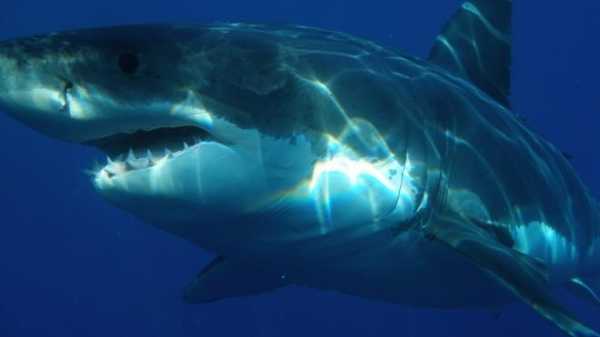 В Австралии акула атаковала 13-летнего серфингиста 