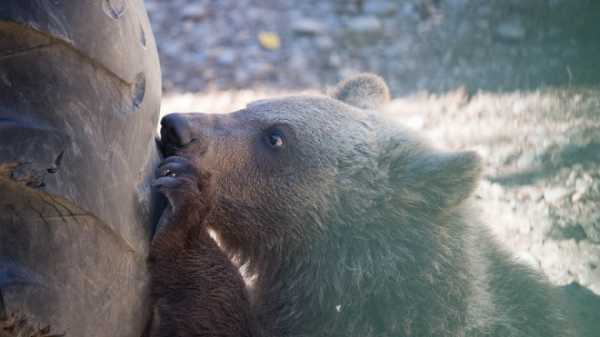 Во Всеволожском районе третьи сутки ловят пропавшего медвежонка 