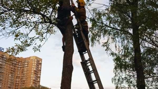 Подростка сняли с дерева в Выборгском районе. Наверх его загнал квадрокоптер