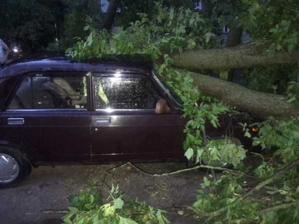 Во Владимирской области ураган повалил почти 100 деревьев 1