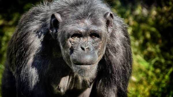 Франция: Шимпанзе откусил руку смотрителю на глазах у посетителей зоопарка