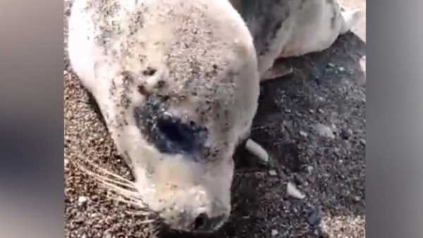 На Сахалине нашли расстрелянного на берегу моря тюленя0