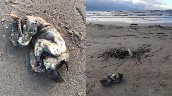 На берегу Финского залива обнаружили труп младенца